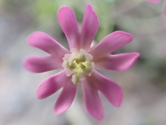 Silene secundiflora