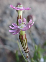 Silene secundiflora