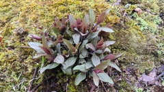 Triosteum angustifolium