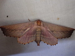 Monoctenia smerintharia