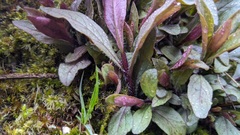 Triosteum angustifolium