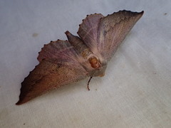 Monoctenia smerintharia