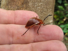 Ellipticus dorbignyi