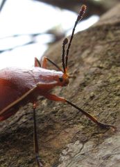 Ellipticus dorbignyi