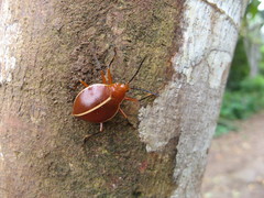 Ellipticus dorbignyi