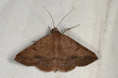 Hemeroplanis scopulepes