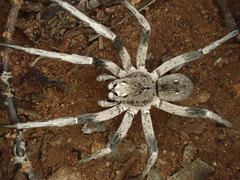 Hoggicosa