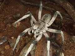 Hoggicosa