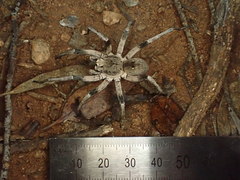 Hoggicosa