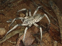 Hoggicosa
