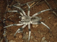 Hoggicosa