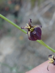Caulanthus amplexicaulis