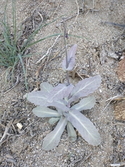 Caulanthus amplexicaulis