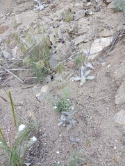 Caulanthus amplexicaulis