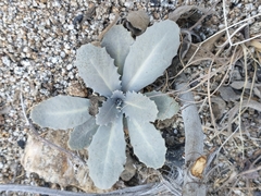 Caulanthus amplexicaulis