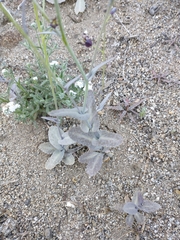 Caulanthus amplexicaulis