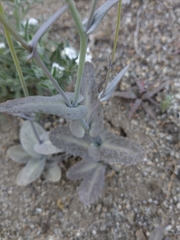 Caulanthus amplexicaulis