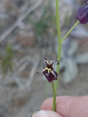 Caulanthus amplexicaulis