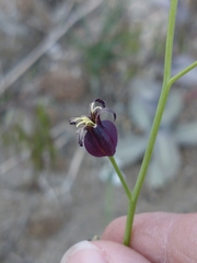 Caulanthus amplexicaulis