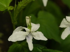 Viola × brauniae