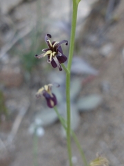 Caulanthus amplexicaulis