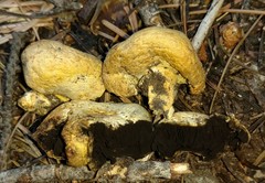 Agaricus inapertus