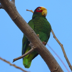 Amazona xantholora