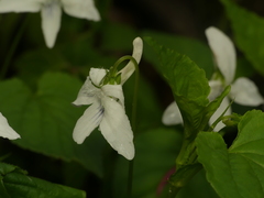 Viola × brauniae