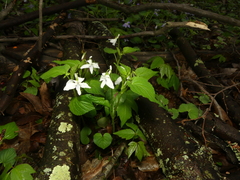 Viola × brauniae
