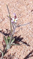 Malcolmia ramosissima