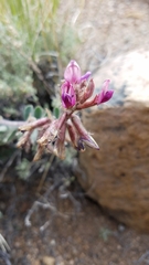 Astragalus malacus