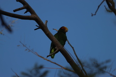 Amazona xantholora