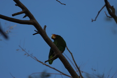 Amazona xantholora