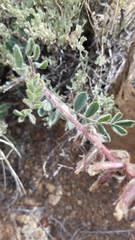 Astragalus malacus