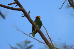 Amazona xantholora