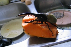 Dynastes ecuatorianus