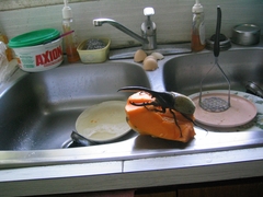 Dynastes ecuatorianus