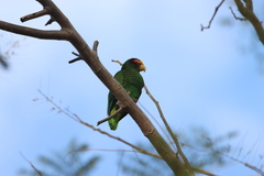Amazona xantholora