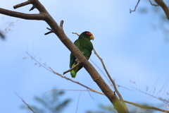 Amazona xantholora