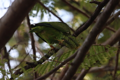 Amazona xantholora
