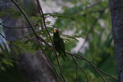 Amazona xantholora