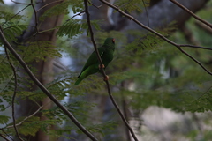 Amazona xantholora