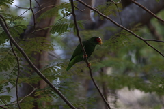 Amazona xantholora