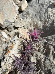 Castilleja angustifolia