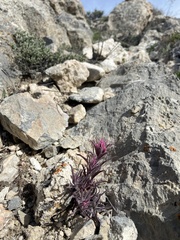Castilleja angustifolia