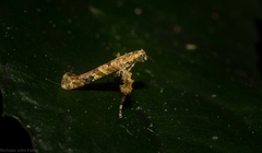 Caloptilia plagata