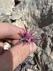 Castilleja angustifolia