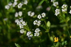 Valerianella echinata