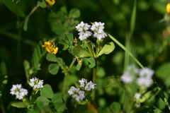 Valerianella echinata