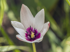 Tulipa clusiana